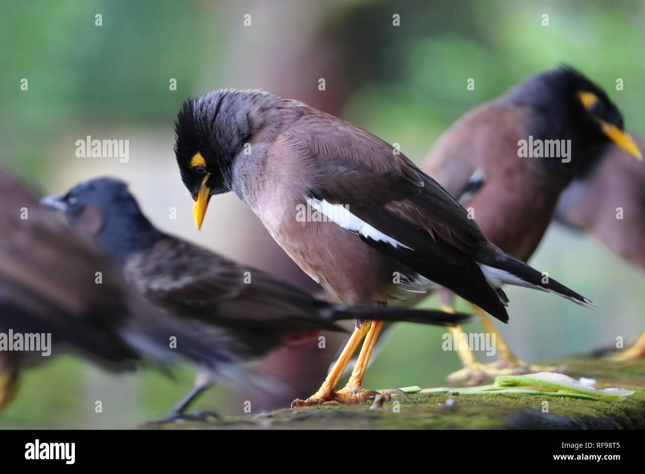 Common myna on a wall with other birds Stock Photo