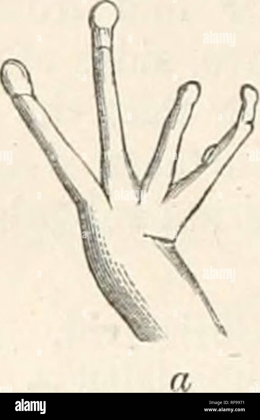 . Catalogue of the Batrachia Salientia s. Ecaudata in the ... British Museum. . a. Sana erythrma. Ujjper surface of hand. h. chalconota. do. 91. Rana chalconota. Hylarana chalconota, Gimth. Cat. p. 73. Hyla chalconota, Schleg. Albikl. pi. 0. f. 1. Polypedates chalconotus, Tschudi, Butr. p. 76. Limnodytes chalconotus, Dum. c^- Bibr. p. 51.3. Very closely allied to liaMci erythra'a. Skin of the back more or less glandular ; disks of fingers, especially third and fourth, much larger, half the size of the tyraijanum : glandular folds of the same colour as the hack. Java; Borneo. a. 2. h. Hgr. c. 2 Stock Photo