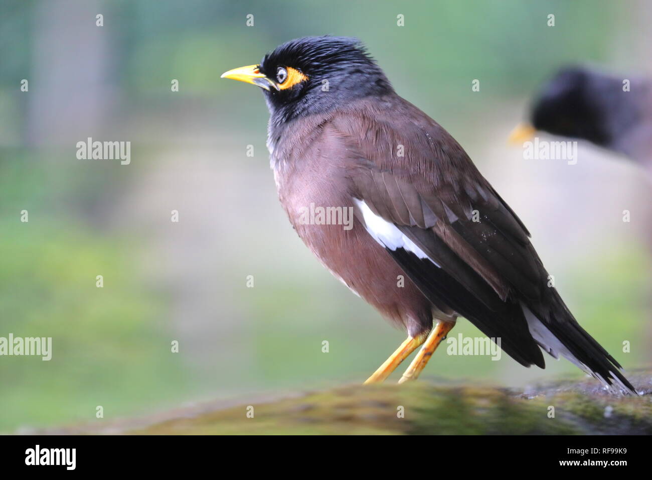 Common Myna on a Wall Stock Photo