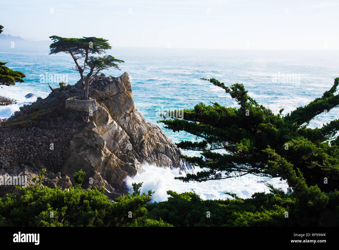 The Lone Cypress near Pebble Beach, CA. Stock Photo