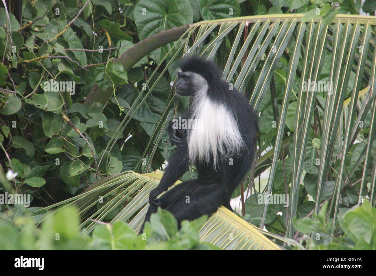 Angolan Black-and-White Colobus monkey (Colobus angolensis palliatus) in a coastal scrub at Diani, Kenya. Stock Photo