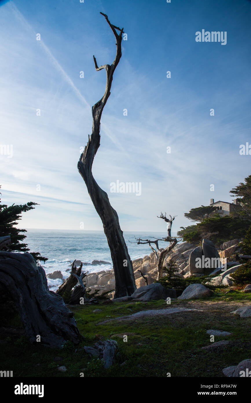 Ghost trees and rock formations at The Lone Cypress lookout. Stock Photo