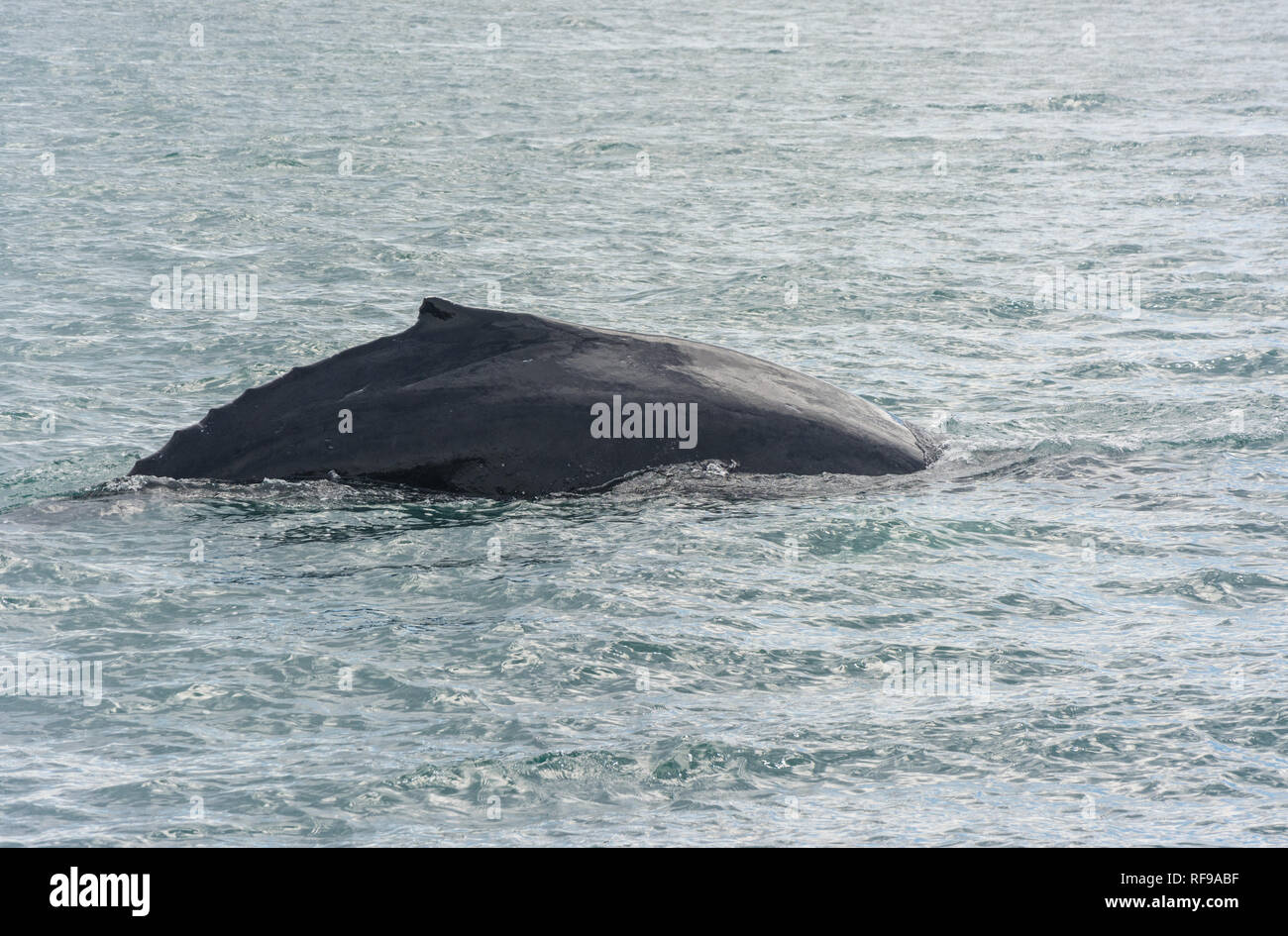 Iceland humpback whale breach hi-res stock photography and images - Alamy