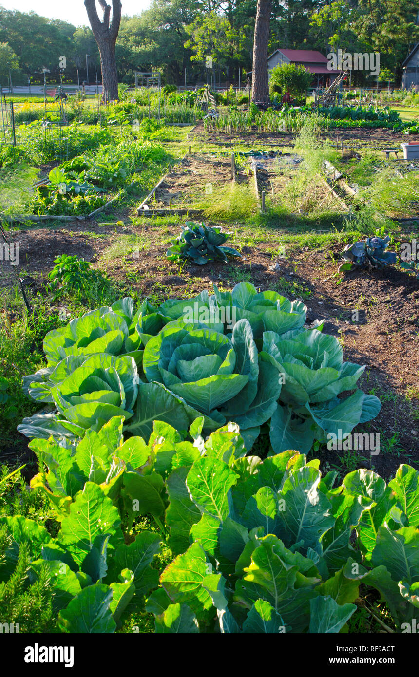 Organic Community Garden Stock Photo