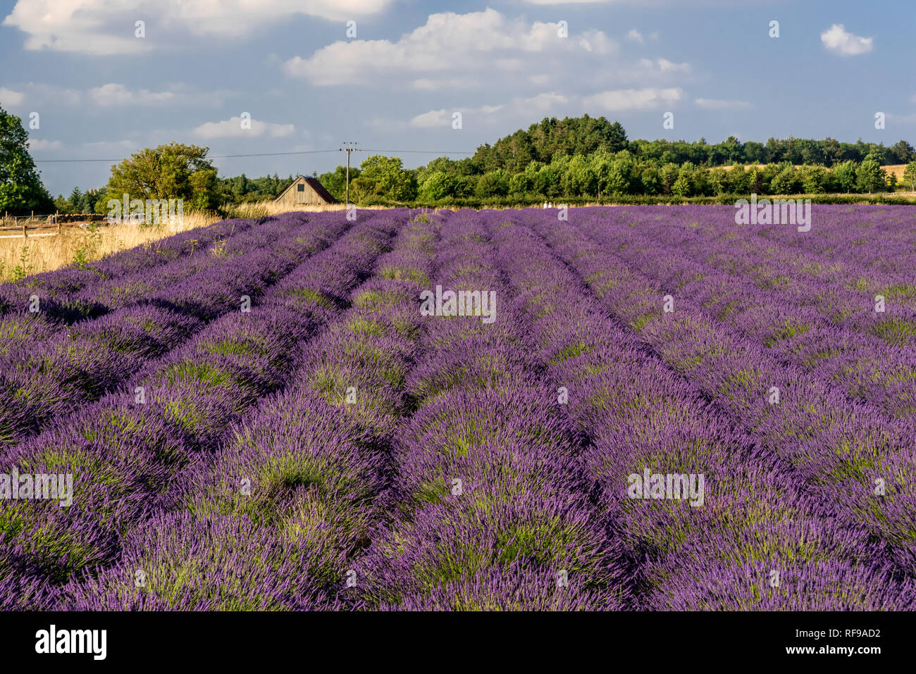 Field of lavender ready to harvest Stock Photo