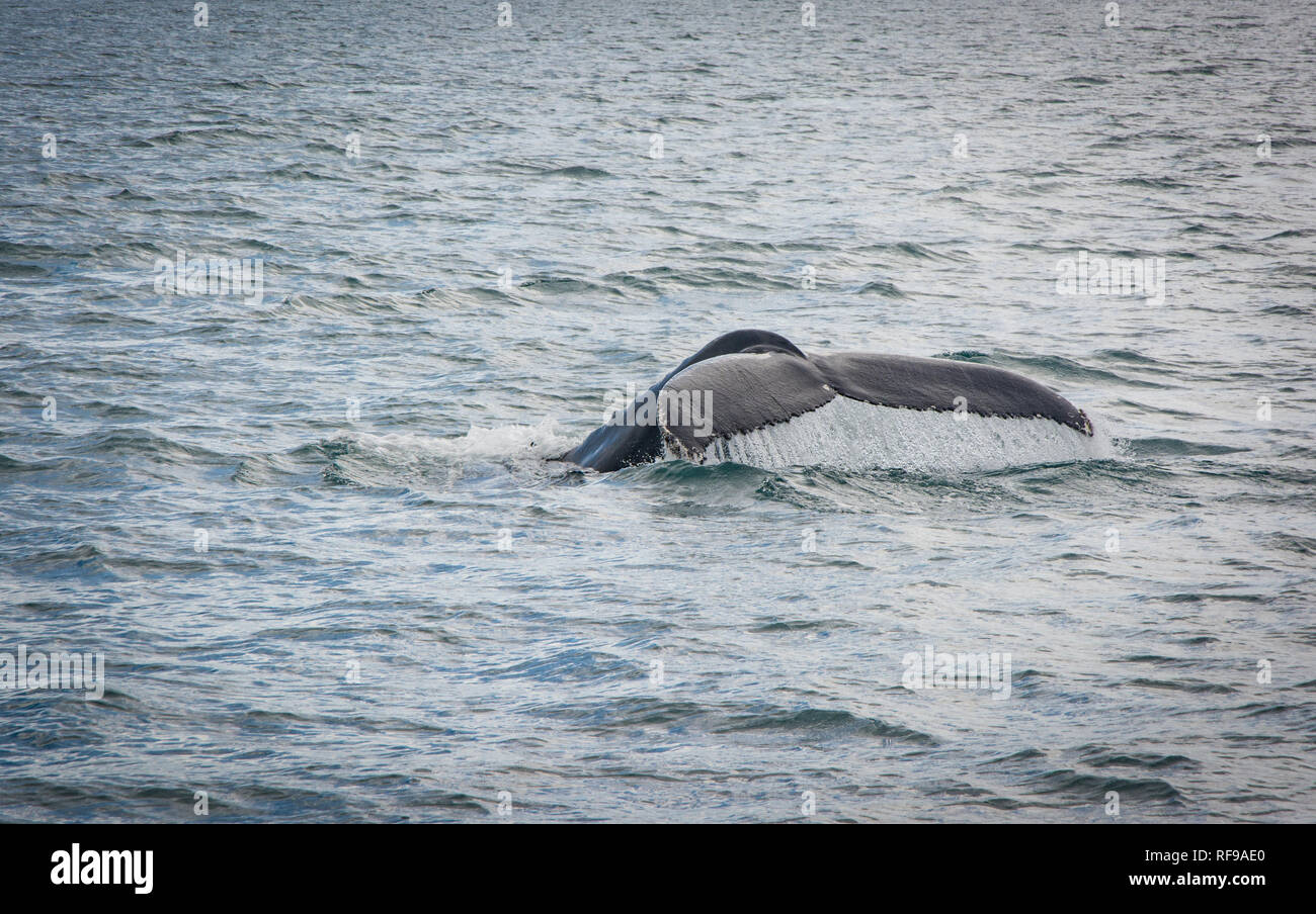 Humpback Whale tail diving with a fjord on the background Stock Photo ...