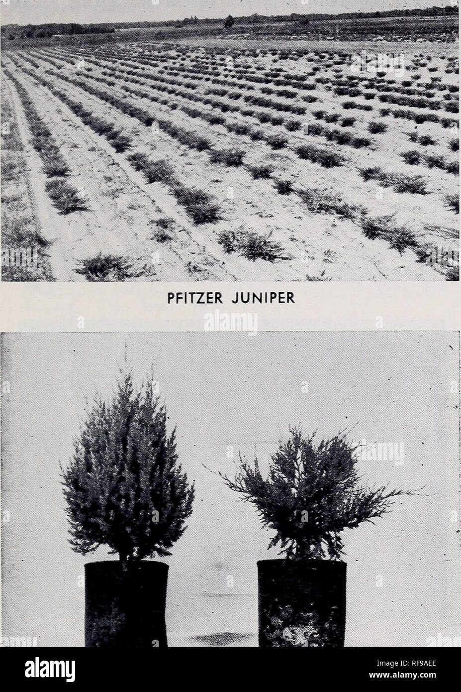 Types of junipers hires stock photography and images Alamy