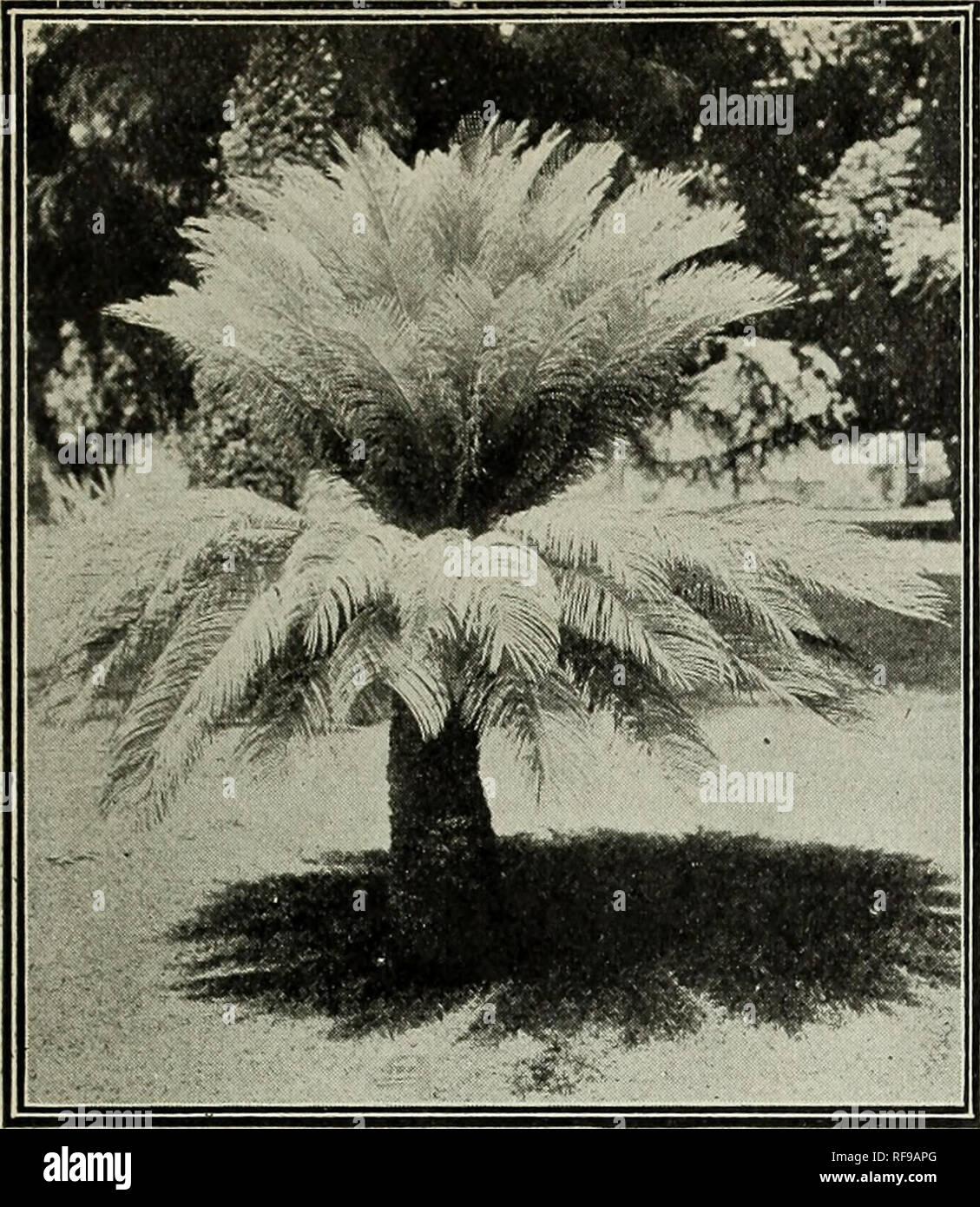 . [Catalogue]. Nursery stock California Fresno Catalogs; Nurseries (Horticulture) California Fresno Catalogs; Fruit trees Seedlings Catalogs; Fruit Catalogs; Plants, Ornamental Catalogs; Trees Seedlings Catalogs; Shrubs Catalogs. FANCHER CREEK NURSERIES. 113. Cycas Revoluta. The Sago Palm. MACROZAMIA. *Macroz,amia spiralis. A very handsome palm with long pinnated shining, green leaves, except at the base where they are ivory white. Leaves and trunk some- what similar to Cycas. PHOENIX. Phoenix Canariensis. &quot;Canary Island Palm.&quot; The most graceful and the handsomest of our hardy palms; Stock Photo