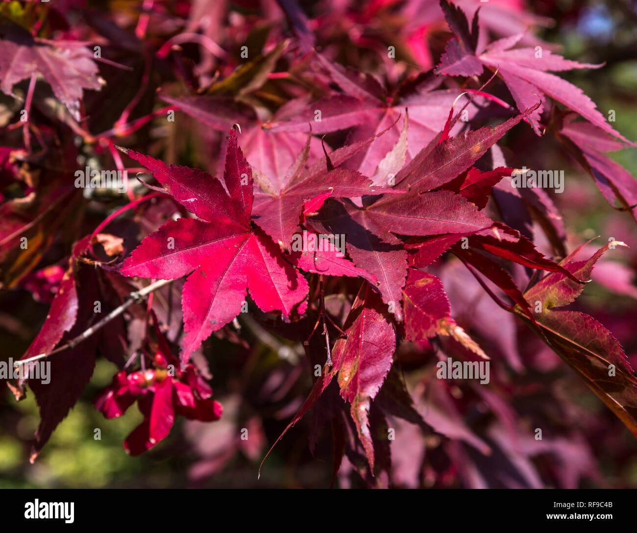 Colouful Autumn leaves of an Acer Stock Photo