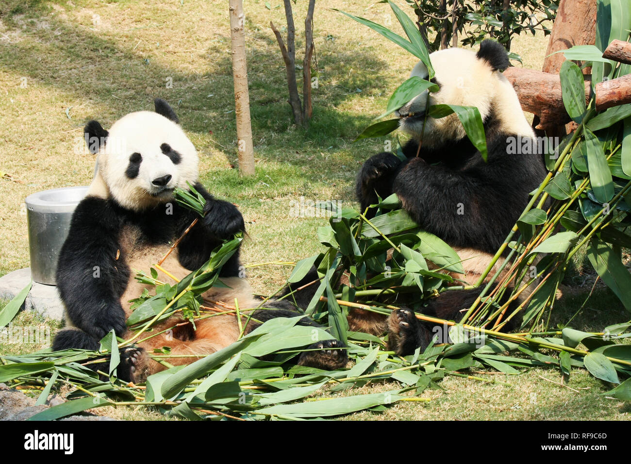 Two Pandas Eating Bamboo Stock Photo Alamy Two Pandas Eating Bamboo Stock Photo Alamy