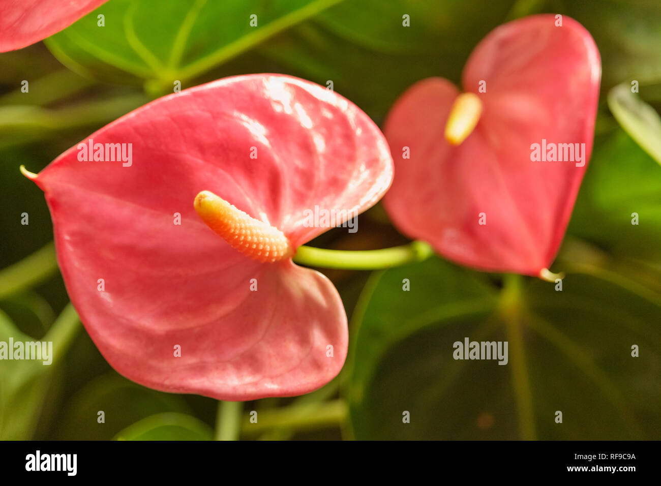 Red glossy spathes of anthurium  plant with  bright orange spadix Stock Photo