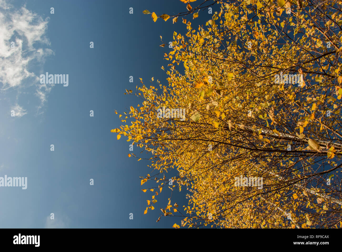 Branches of birch with yellow leaves on a background of blue sky Stock ...