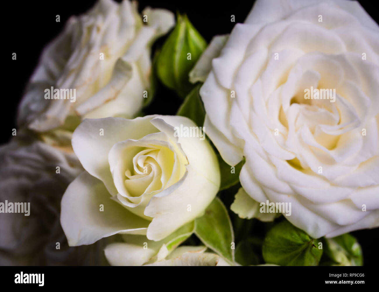 Real white flower hi-res stock photography and images - Alamy