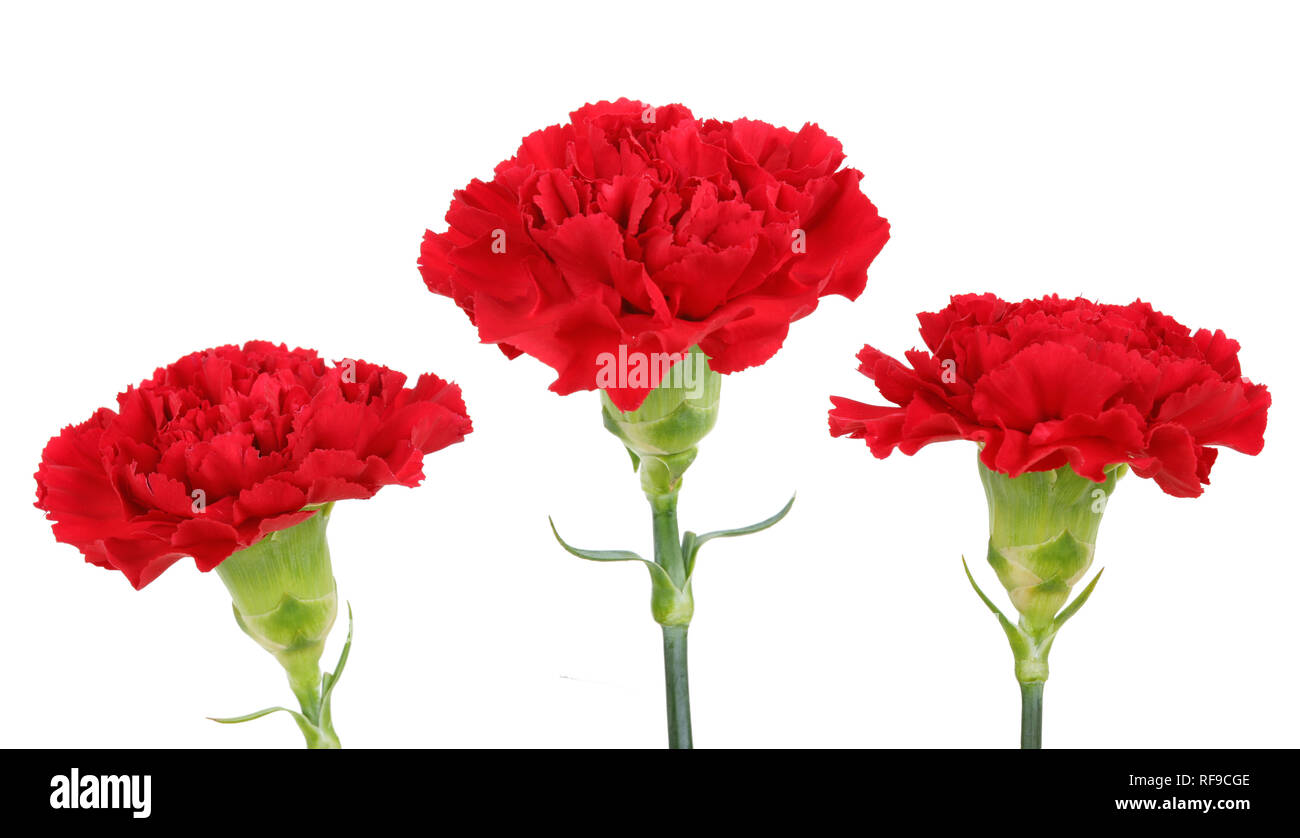 Three carnation flowers isolated on white Stock Photo Alamy