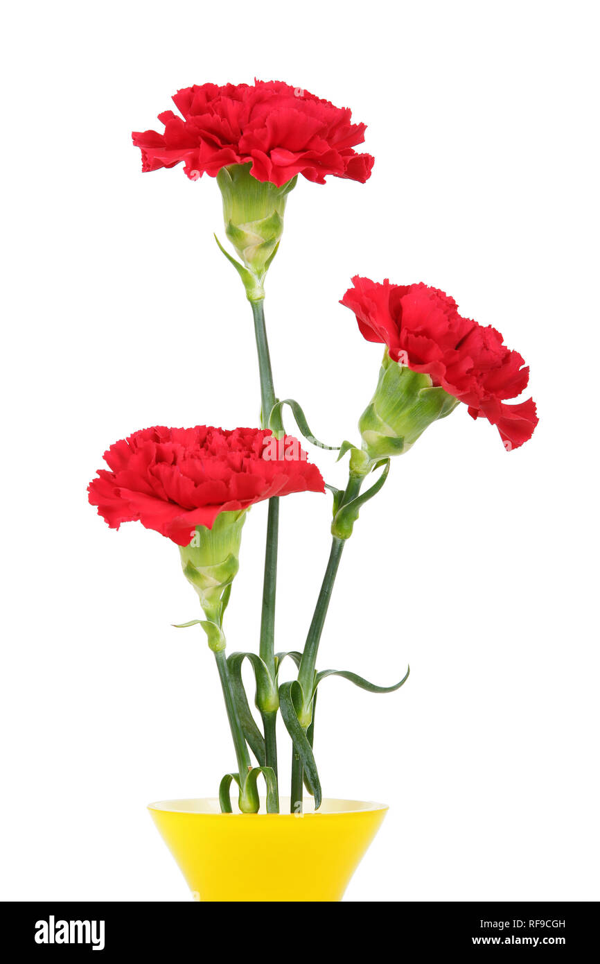 Three carnation flowers isolated on white Stock Photo