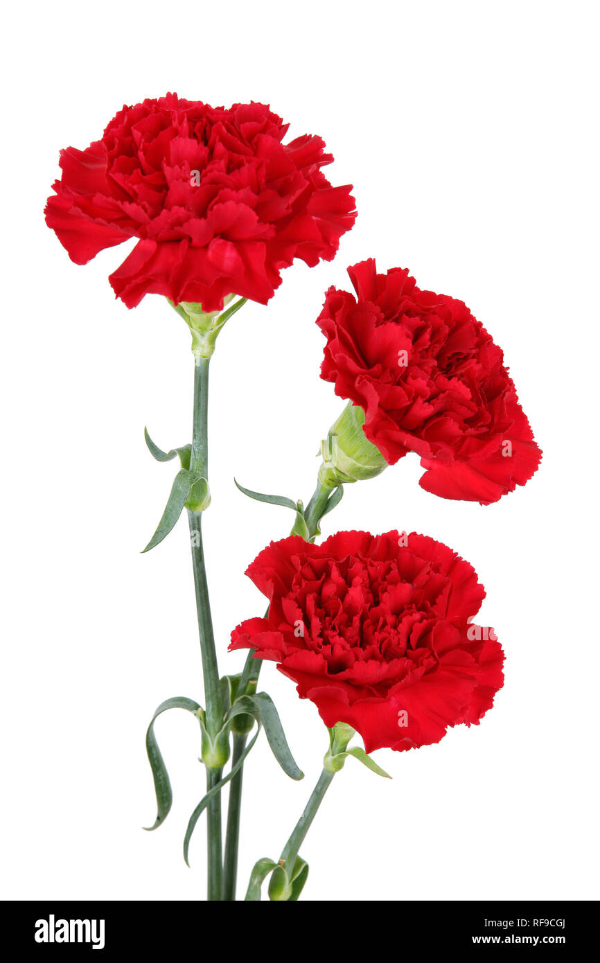 Three carnation flowers isolated on white Stock Photo