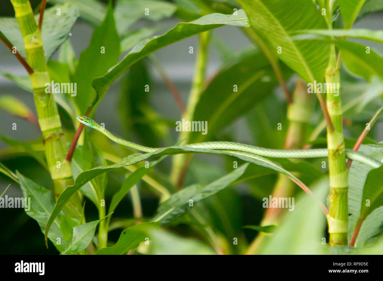 Black-skinned Parrot Snake in floating vegetation along the Amazon river in Loreto Peru Stock Photo