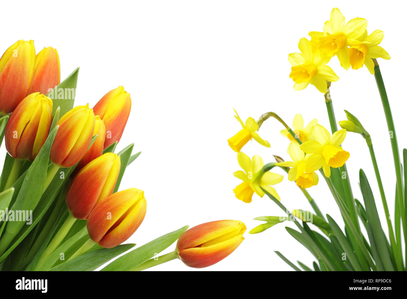 Spring flowers isolated on white Stock Photo - Alamy