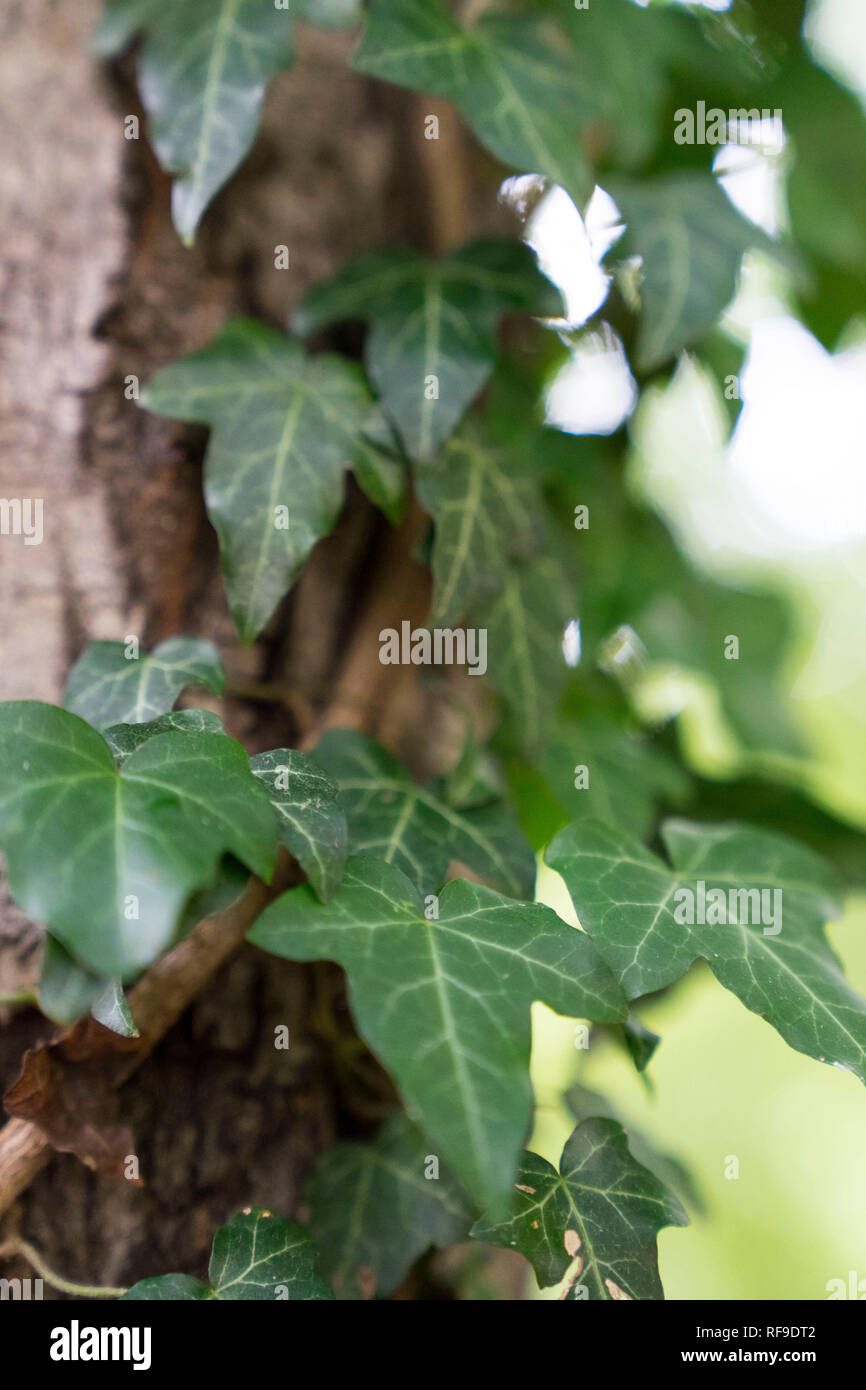 Creeping ivy plant Stock Photo Alamy