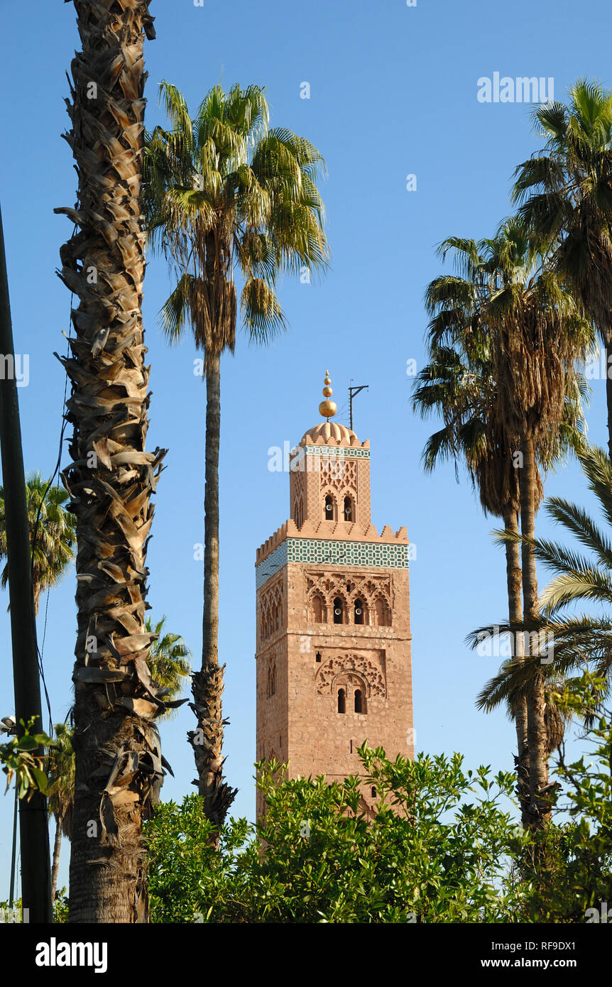 Koutoubia Minaret and Line or Row of Palm Trees Marrakesh or Marrakech Morocco Stock Photo