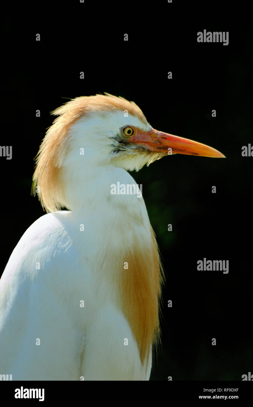 Portrait of a Cattle Egret, Bubulcus ibis, in the Camargue Region Provence France Stock Photo