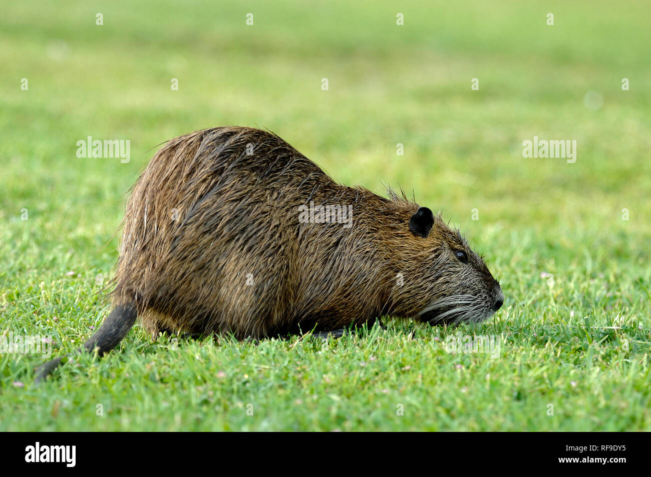 Coypu or Nutria Rodent, Myocastor coypus, Grazing, Eating or Feeding in the Camargue Provence France Stock Photo
