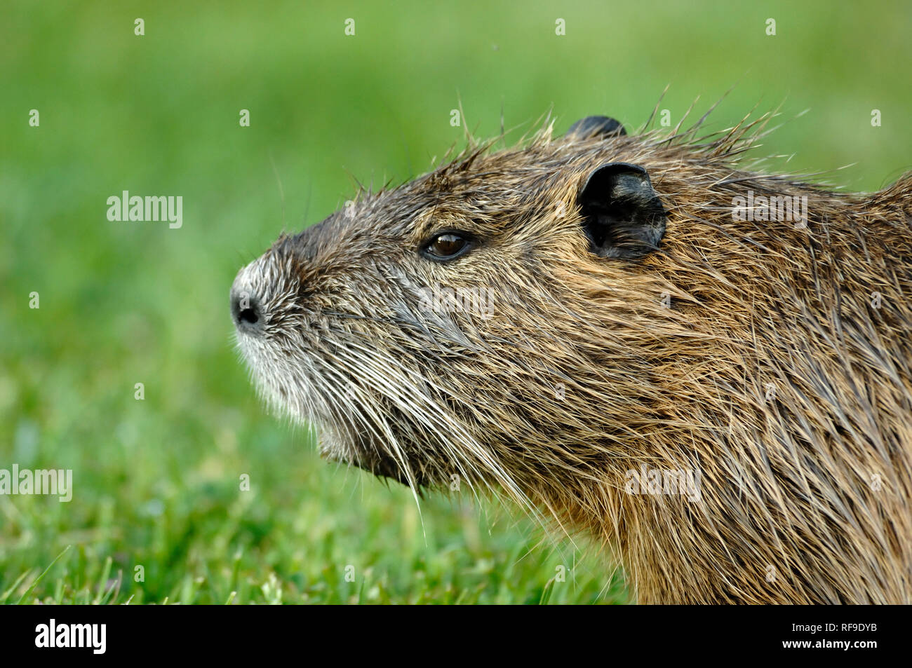 Portrait of a Coypu or Nutria Rodent, Myocastor coypus, in the Camargue Provence France Stock Photo