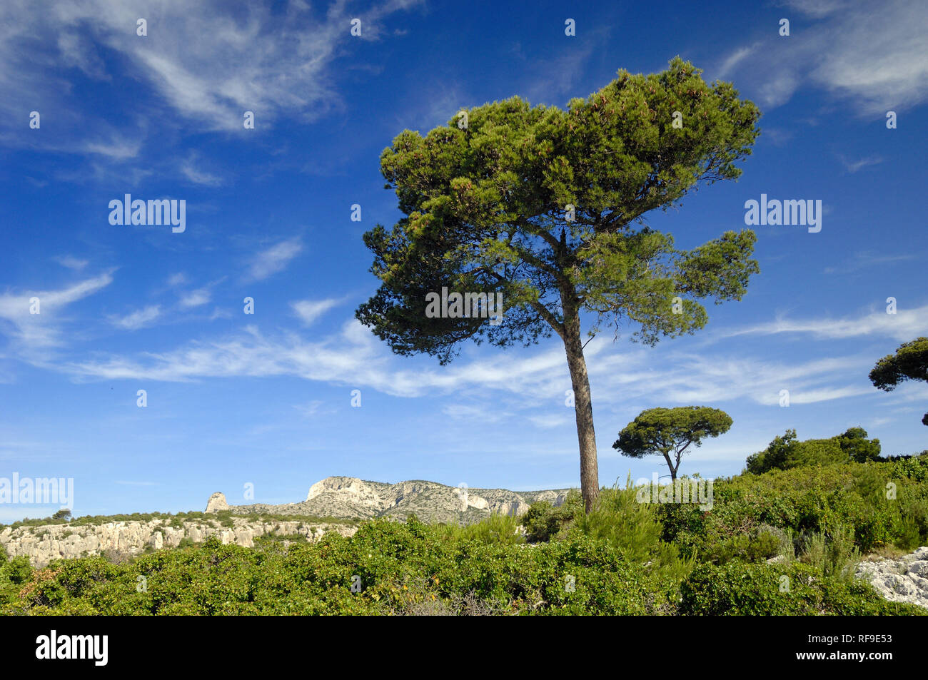 Pair of Stone Pines or Umbrella Pines, Pinus pinea, Above the Calanque d'En Vau & the Mediterranean Coast, Calanques National Park, Provence France Stock Photo