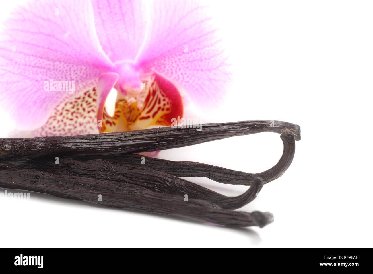 Vanilla beans and orchid flower isolated on white Stock Photo Alamy