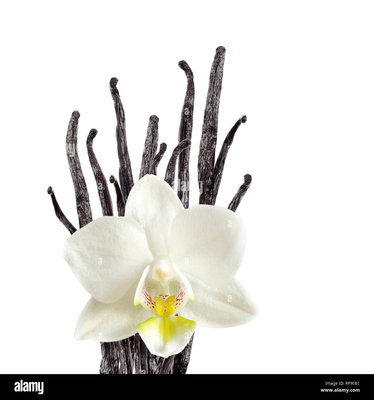Vanilla beans and orchid flower Stock Photo Alamy