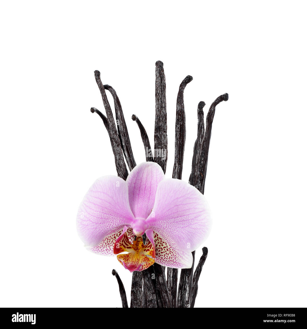 Vanilla beans and orchid flower isolated on white Stock Photo Alamy