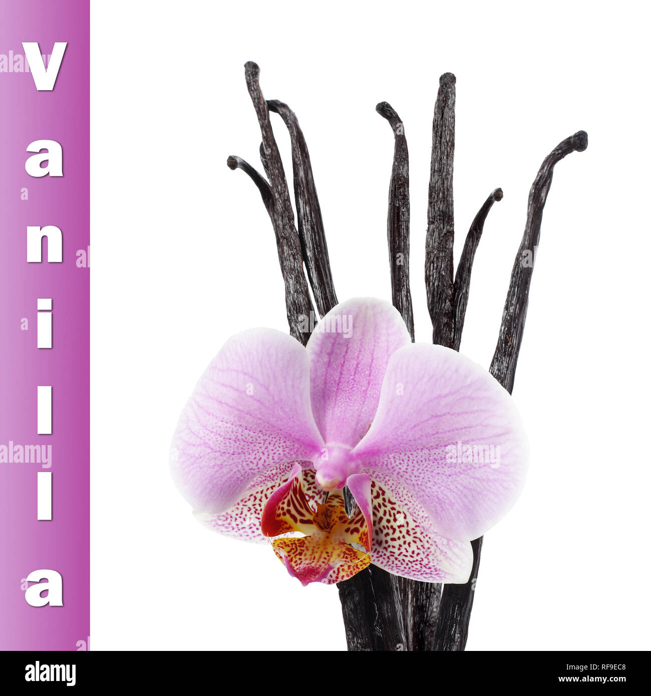 Vanilla beans and orchid flower isolated on white Stock Photo Alamy