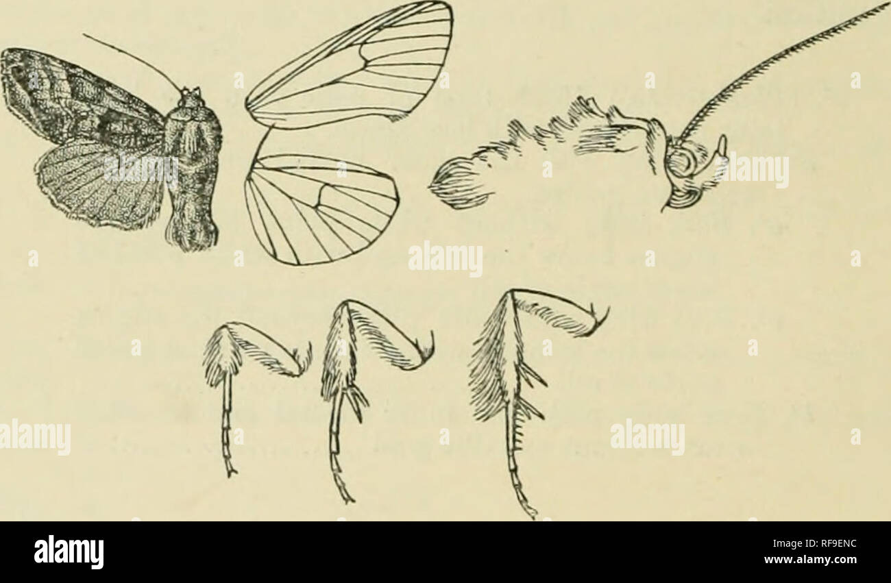 . Catalogue of Lepidoptera Phalaenae in the British Museum. Moths. 458 NOCTUIDiE. lilac'kisli mark beyond it on its outer edge above and below vein 4. Hind wing dark cujjreous brown, the cilia greyish at tips; the niderside with the basal half greyish brown, the terminal half fuscous, the termen gre^'ish. Ilab. Gaboox, Ogowe K., type f &lt;S i» Coll. Holland. Exp. 3G milUni. 82S0. Phytometra pliocea. Vlusiaphocca, irin]isn. A. M. N. H. (8) v. p. 43^5 riOlO). Head and thorax red-brown with a greyish tinge ; tarsi ringed with whitish; abdomen pale ochreous brown, the basal crest and ventral sur Stock Photo
