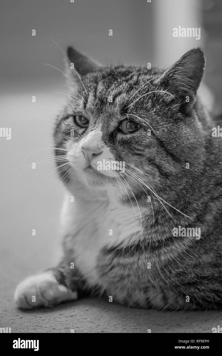 Cat sitting on the carpet Black and White Stock Photos & Images Alamy