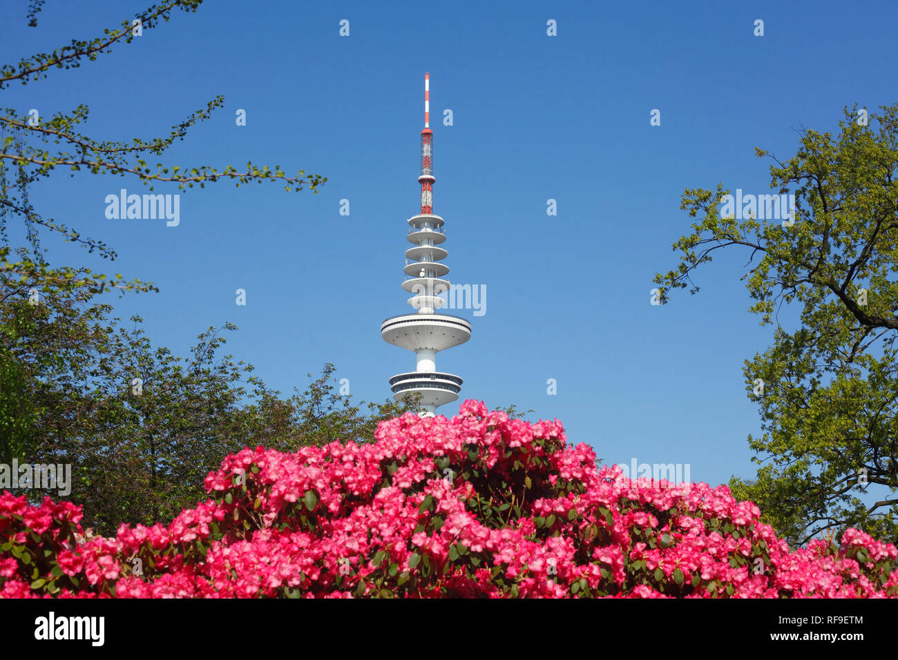 Japanese garden with TV tower and rhododendron blossom, Hamburg, Germany, Europe I Japanischer Garten mit Fernsehturm und Rhododendronblüte, Hamburg,  Stock Photo