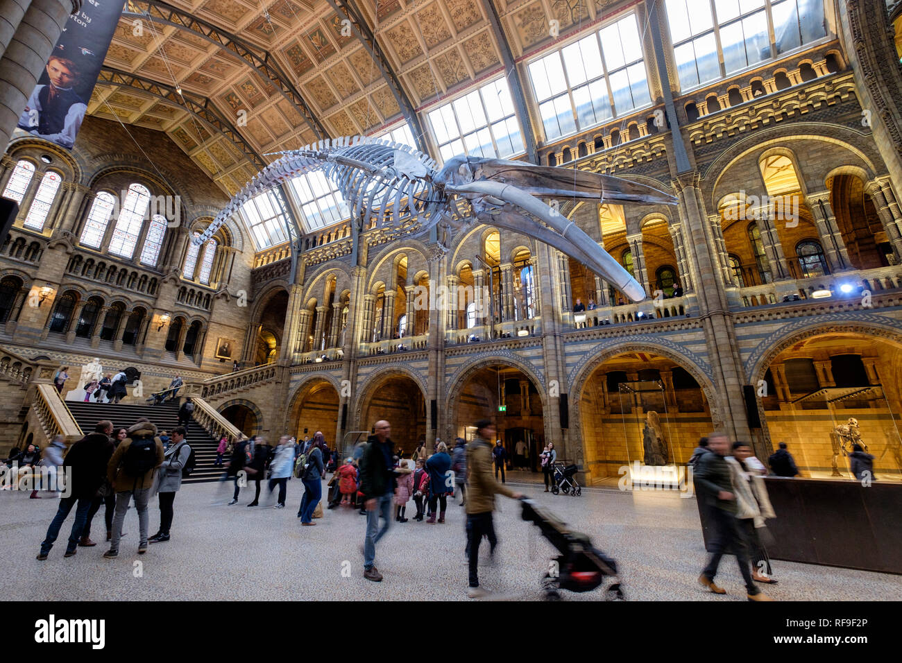 Hintze Hall Natural History Museum London Displaying A Blue Whale