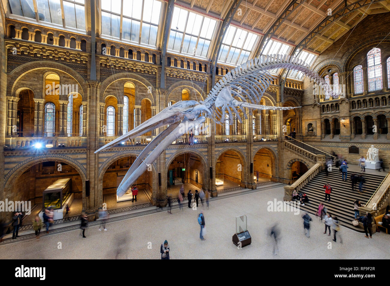 Hintze Hall Natural History Museum London Displaying A Blue Whale