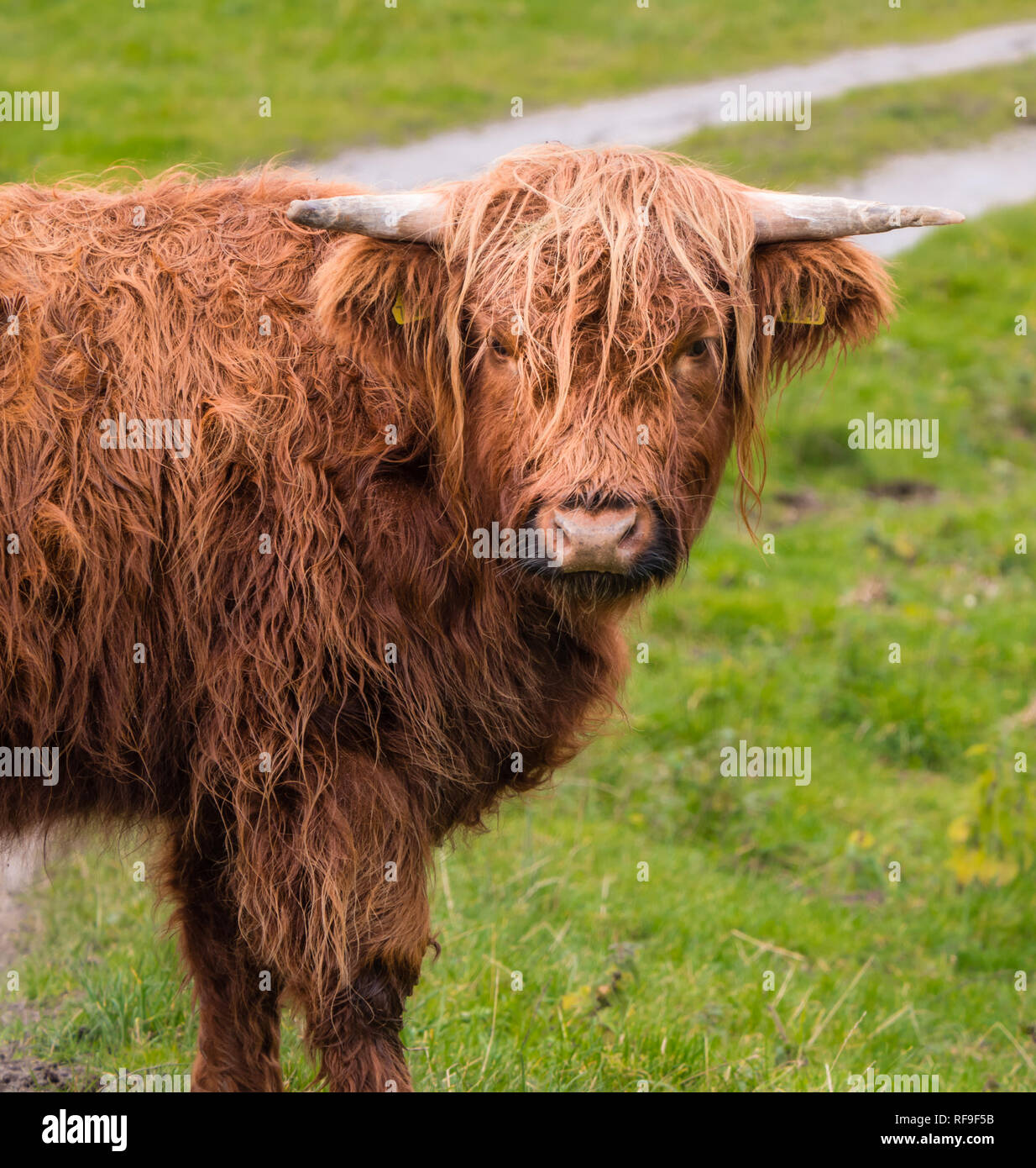 Highland cow in Scottisch landscape stares at camera Stock Photo