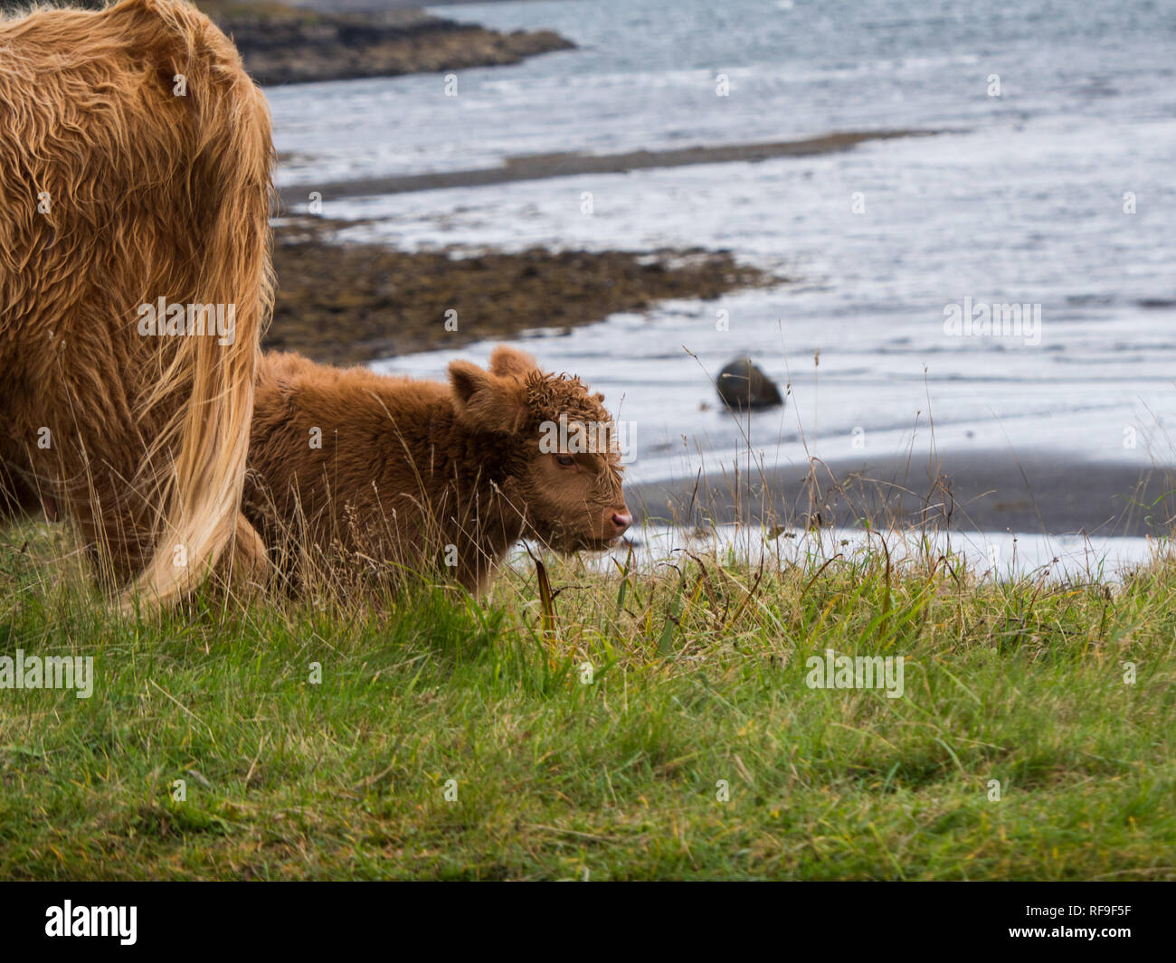 Highland cows on the Isle of Mull Stock Photo - Alamy