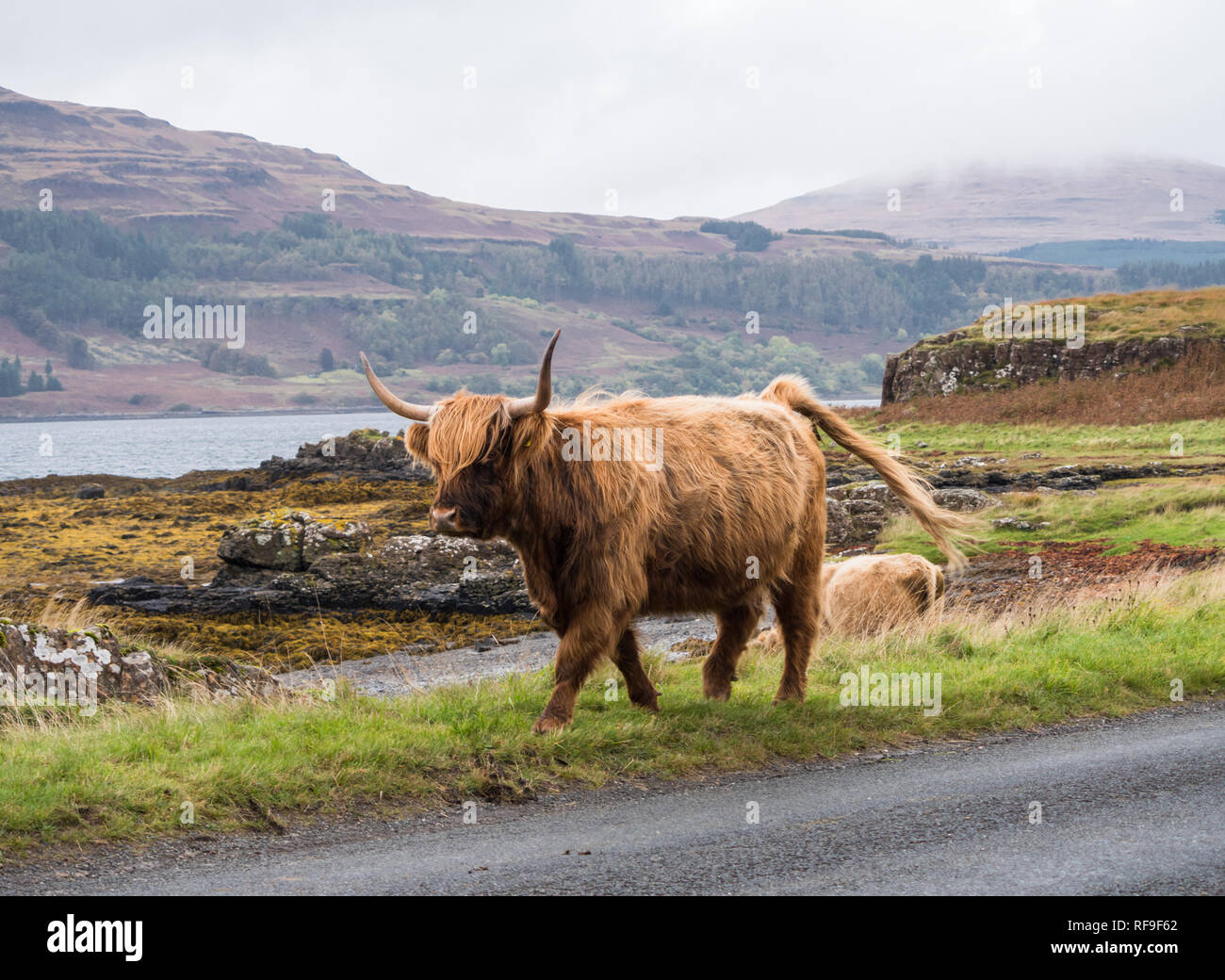 Highland cow on the Isle of Mull Stock Photo - Alamy