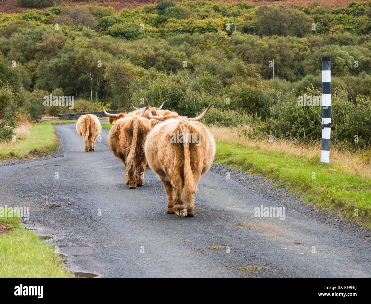 Highland cows on the Isle of Mull Stock Photo - Alamy