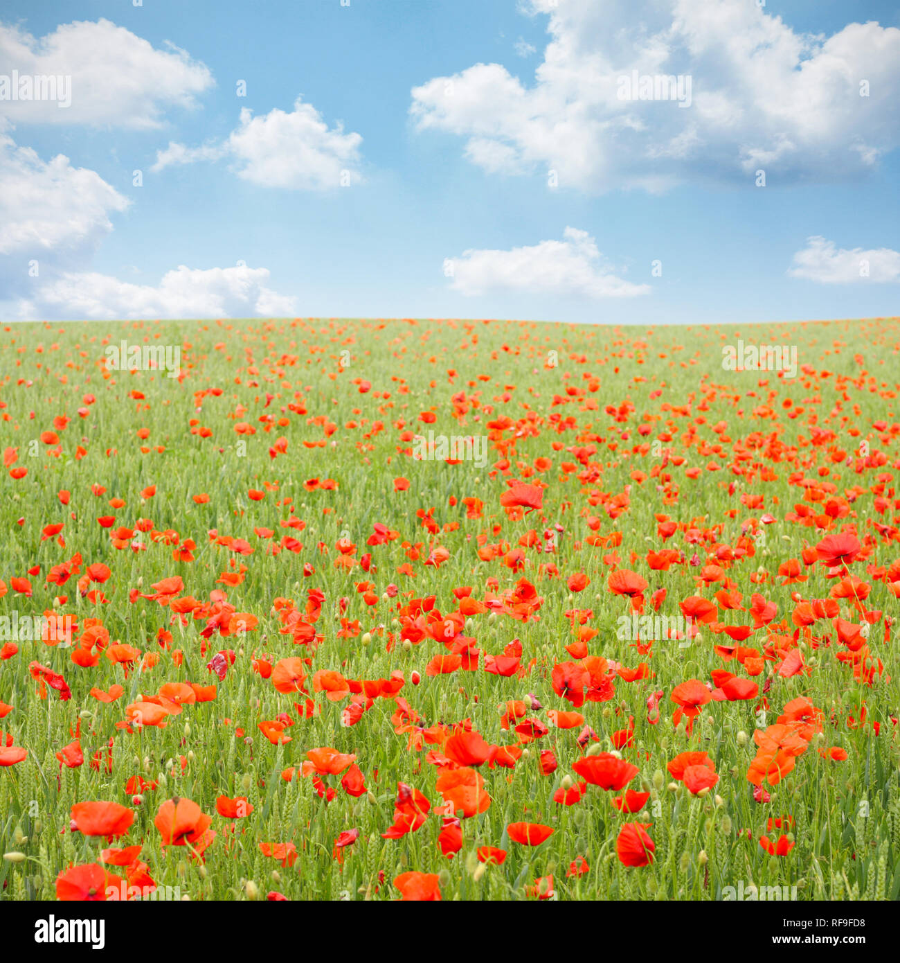 Beautiful poppy field in wheat Stock Photo - Alamy