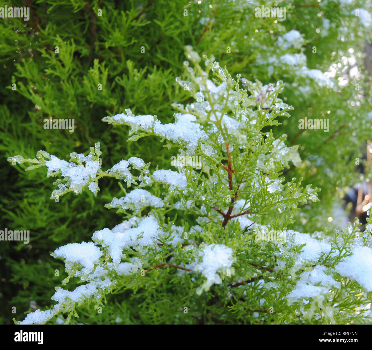 Close up shot of a Lemon Scented Monterey Cypress (Cupressus macrocarpa Goldcrest) with the winter snow on its branches in a UK garden Stock Photo