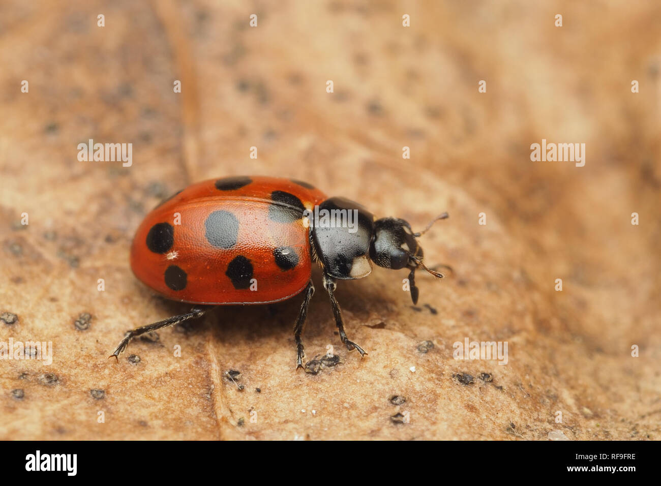 11-spot Ladybird (Coccinella 11-punctata) crawling along fallen leaf in January. Tipperary, Ireland Stock Photo
