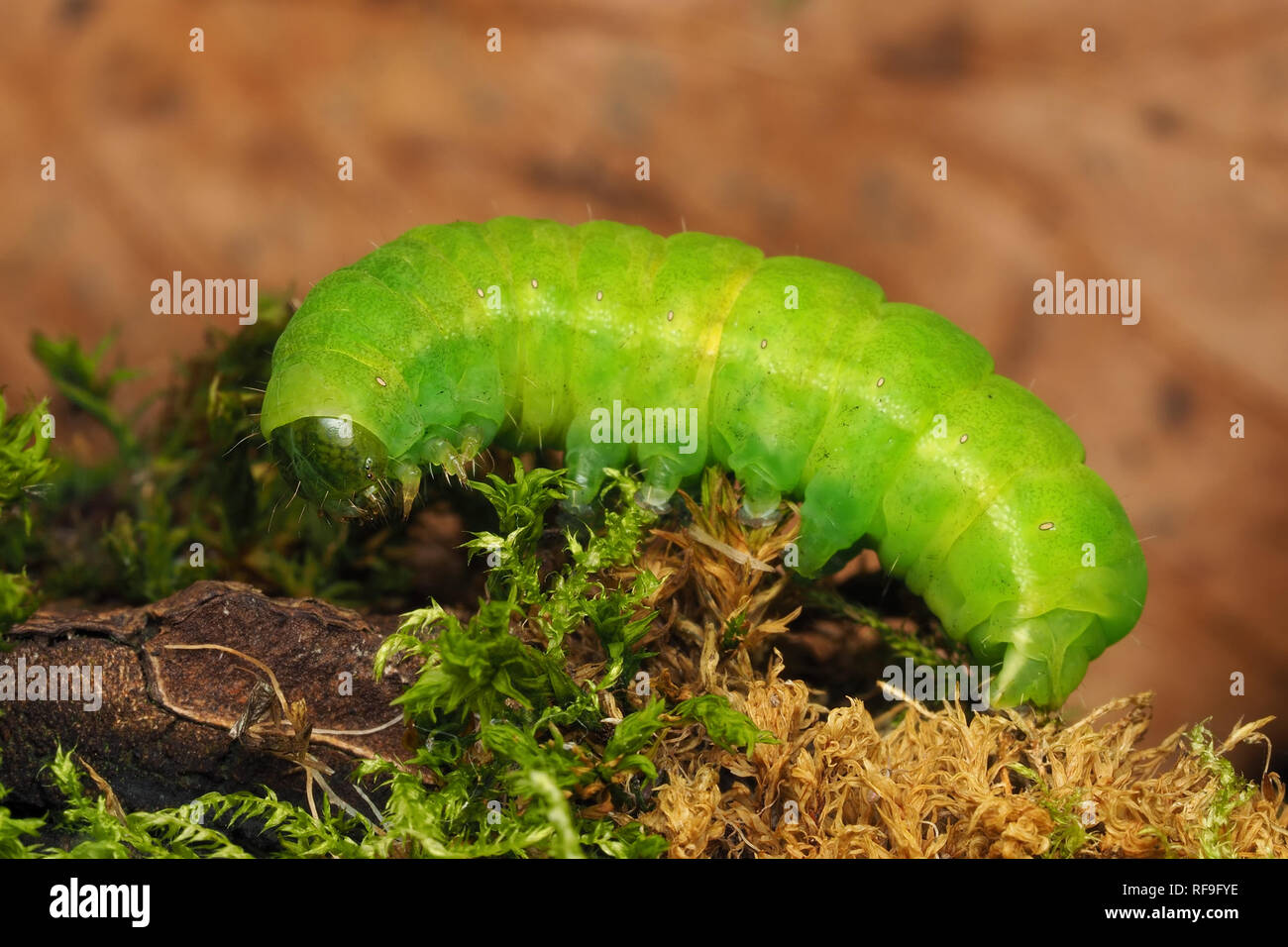 Angle Shades Moth caterpillar (Phlogophora meticulosa) on side of tree branch. Tipperary, Ireland Stock Photo
