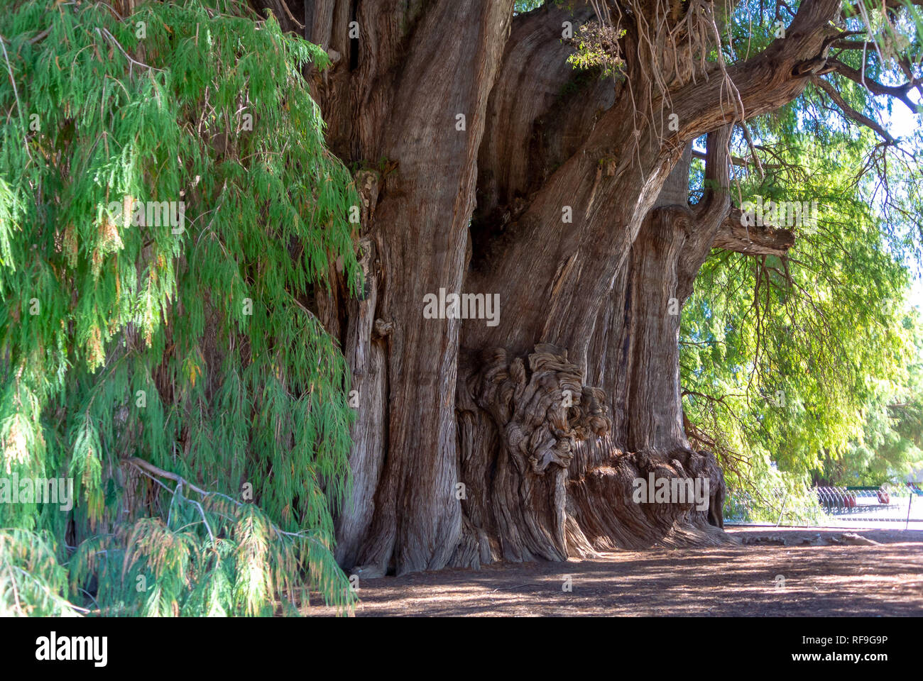 Tree of Life, the widest tree in the world, El Tule, Oaxaca, Mexico Stock Photo