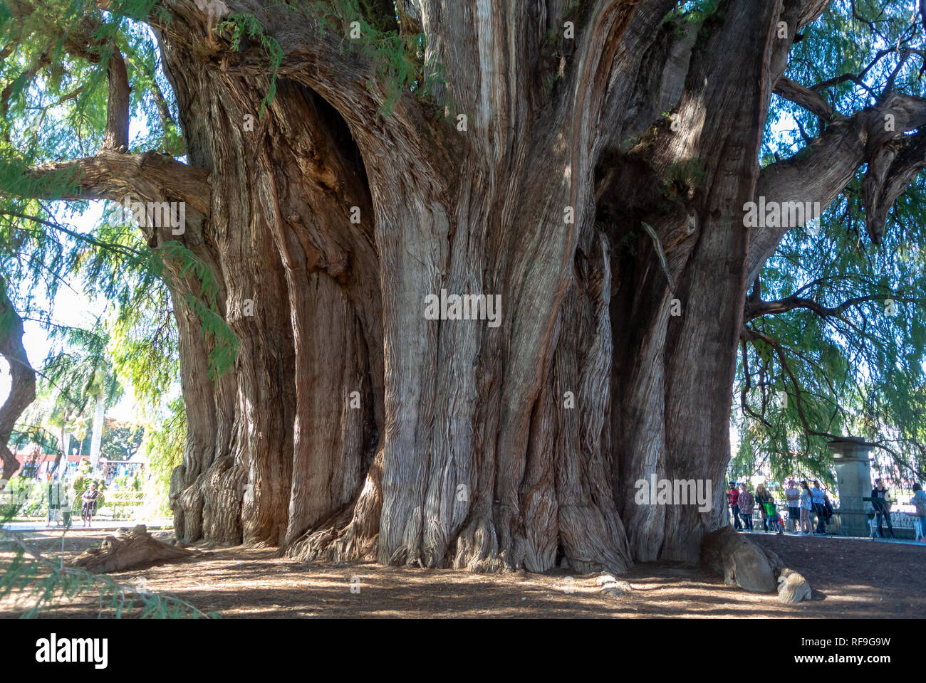 Tree of Life, the widest tree in the world, El Tule, Oaxaca, Mexico Stock Photo