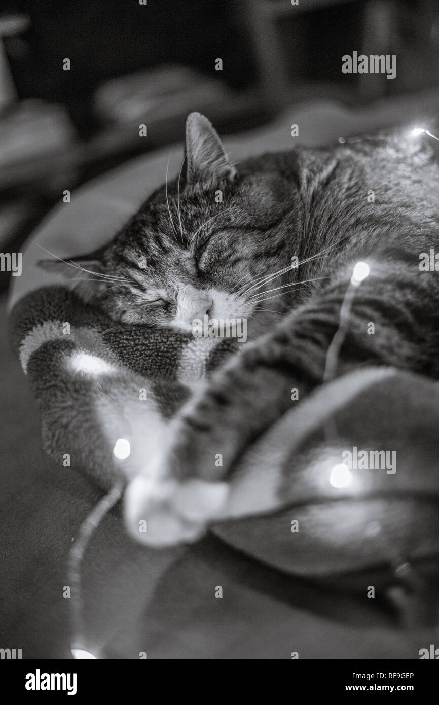 Big colorful cat sleeping on blanket in the house Stock Photo Alamy