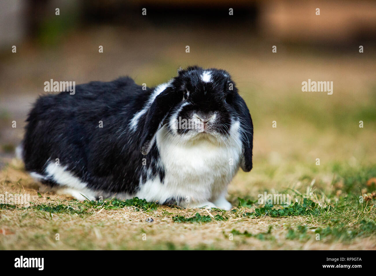 Lion head rabbit / mini lop rabbit Stock Photo