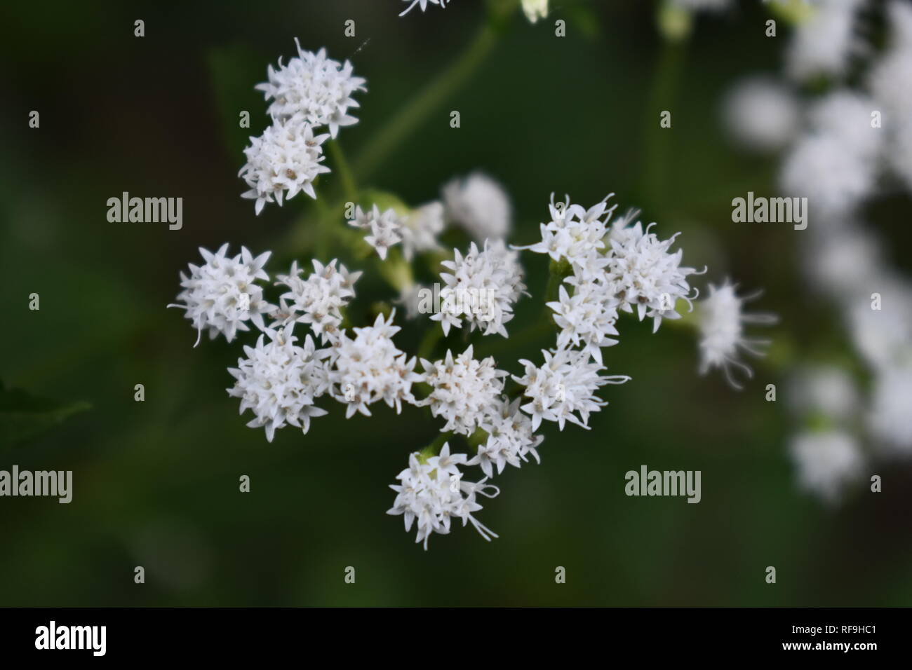 Close-up of White Snakeroot flowers (Ageratina altissima) Stock Photo
